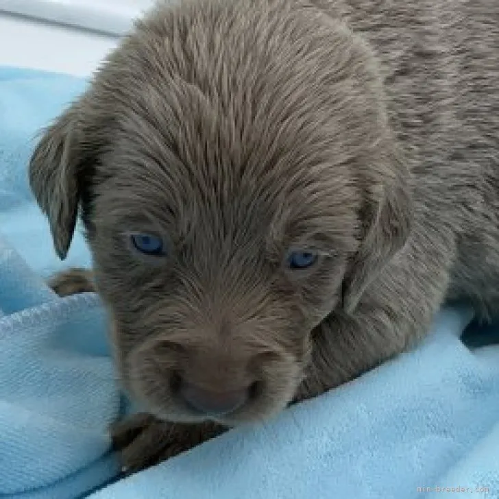 ID：2308-02681の子犬