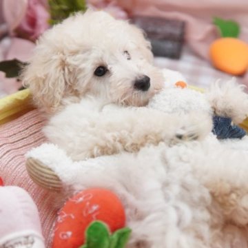 トイプードル(トイ)【東京都・男の子・2023年4月24日・ホワイト】の写真「白くてふわふわ♡可愛いトイプードルくん」