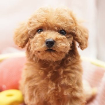 トイプードル(タイニー)【東京都・女の子・2023年6月7日・アプリコット】の写真「クリクリなお目目がかわいい女の子！」