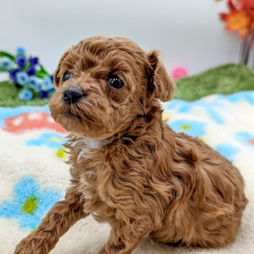 トイプードル(タイニー)【東京都・男の子・2022年11月12日・レッド】の写真「キラキラおめめの男の子」