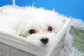 マルチーズ【東京都・男の子・2023年12月25日・ホワイト】の写真4