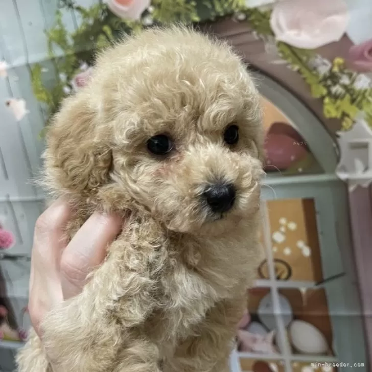 ユキ 様のお迎えした子犬