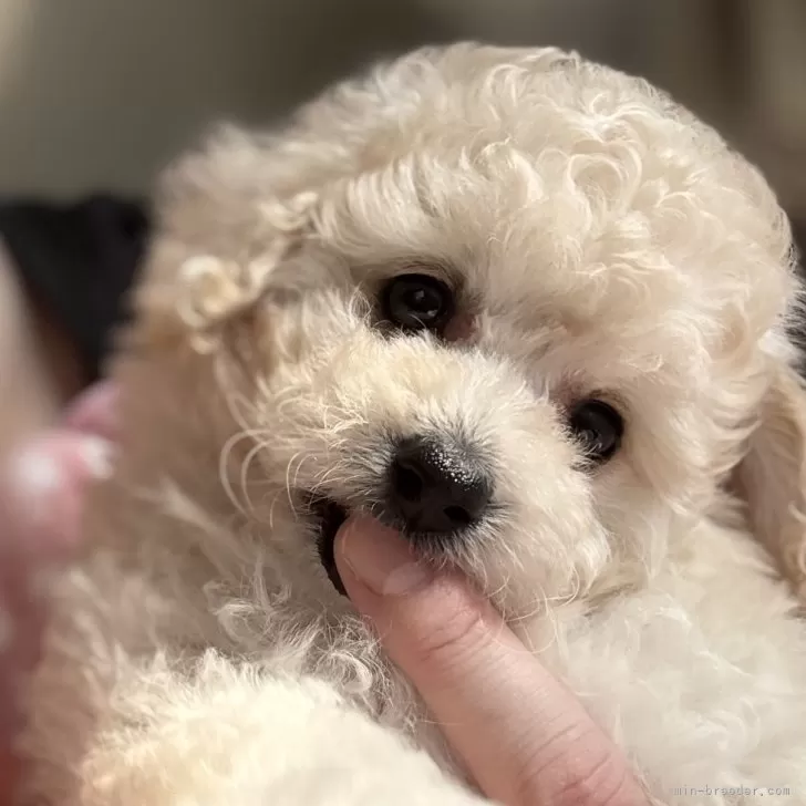 ID：2511-05708の子犬