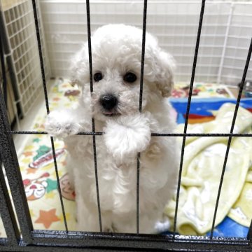 トイプードル(タイニー)【愛知県・女の子・2025年3月22日・クリーム  ⭕️5/20迄の販売】の写真「🔴5/20までの販🔴毛量抜群の人懐っこい女の子」