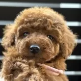 タイニープードル