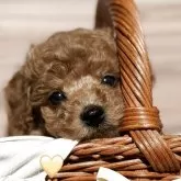 タイニープードル【愛知県・男の子・2025年9月14日・レッド】の写真1「⭕️11月9日までの販売 ご飯もよく食べ 兄妹で毎日 運動会🎌🏃💨」