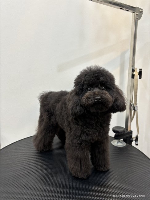 田渕千絵理ブリーダーのブログ：2024.3.3 ボーイ　🐩ルルク卒業