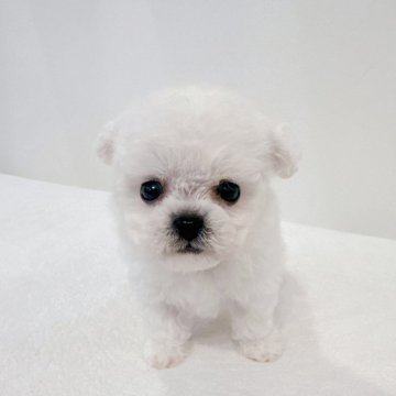 ビションフリーゼ【大阪府・女の子・2025年10月3日・ホワイト】の写真「韓国ミニビション【ママは韓国から来日】」