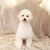 トイプードル(トイ)【大阪府・男の子・2024年10月9日・ペールフォーン】の写真1「人が大好きで遊ぶことも大好き」