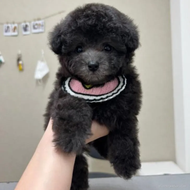 ルル 様のお迎えした子犬
