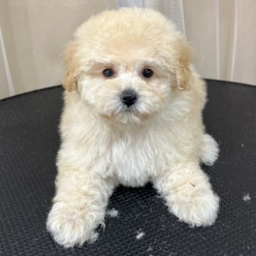 トイプードル(タイニー)【大阪府・男の子・2024年1月19日・ペールフォーン(クリーム)】の写真「おっとりさんなベビー👶🏻」