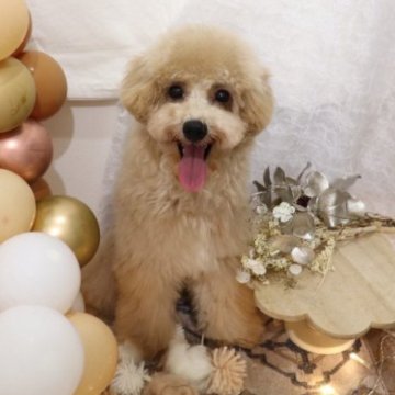 トイプードル(トイ)【大阪府・男の子・2023年3月21日・ペールフォーン】の写真「トイトレ◎お散歩直ぐ可能」