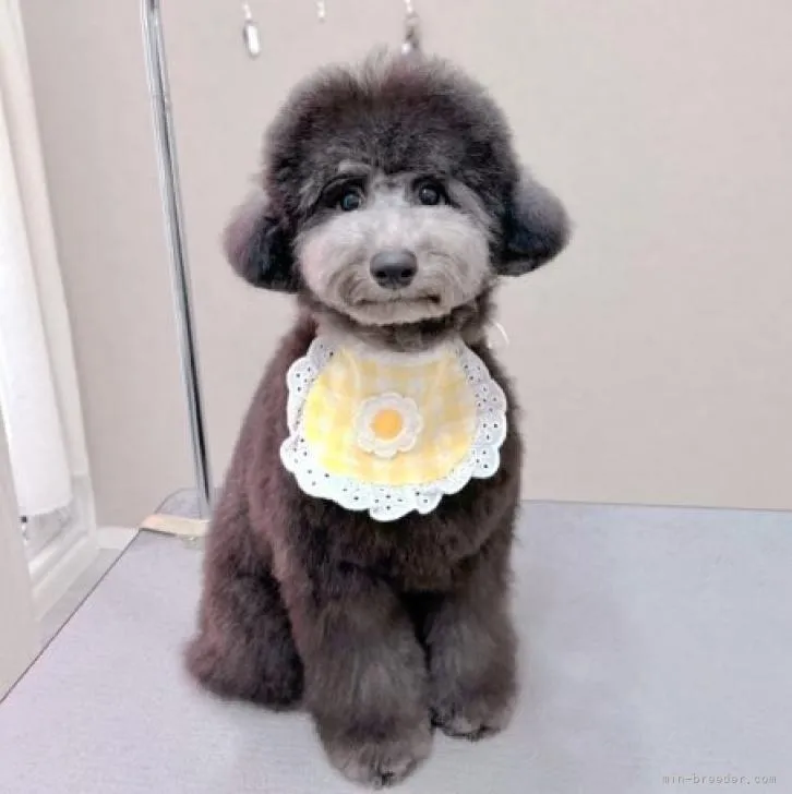 ID：2204-02433の子犬