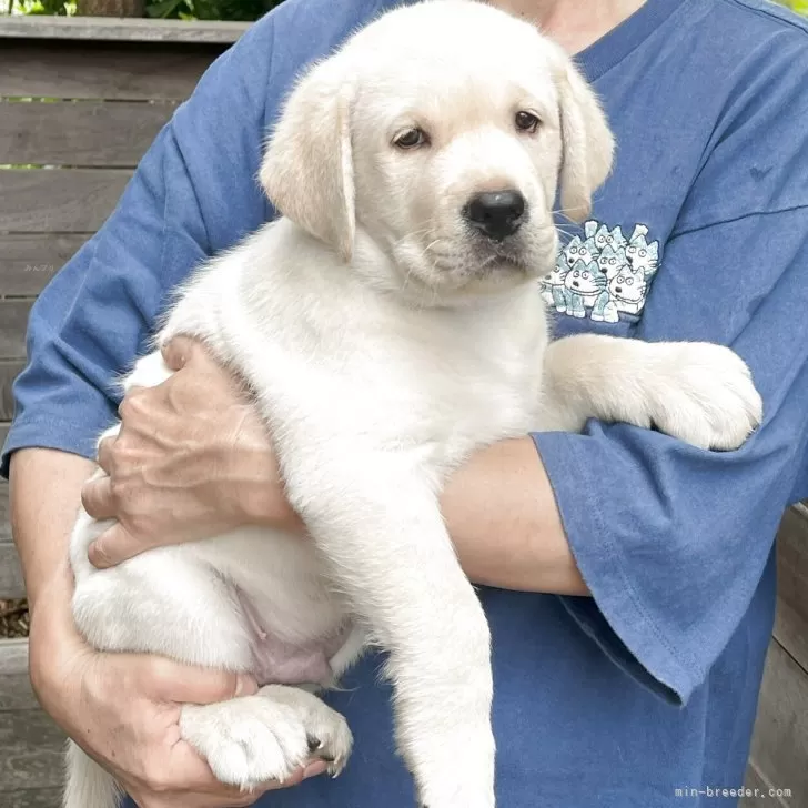 ID：2505-04606の子犬