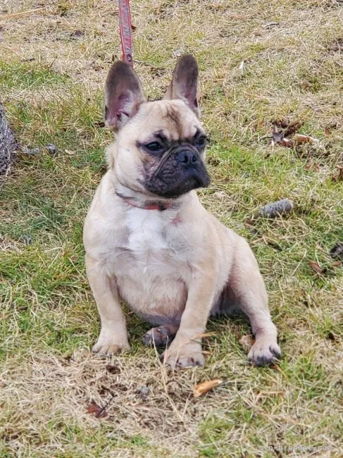 ID：2212-00794の子犬