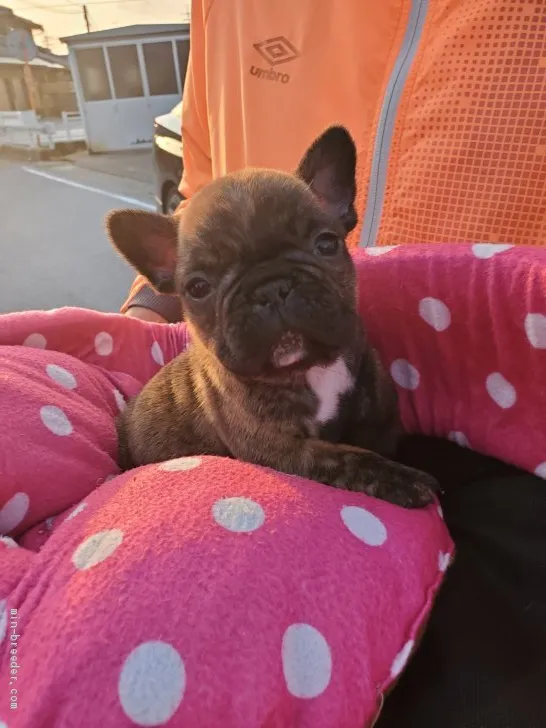 ID:2103-01956の子犬