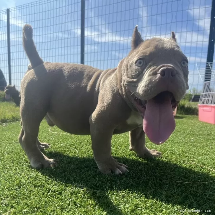 ID:2407-06800の子犬