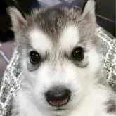 シベリアンハスキー
