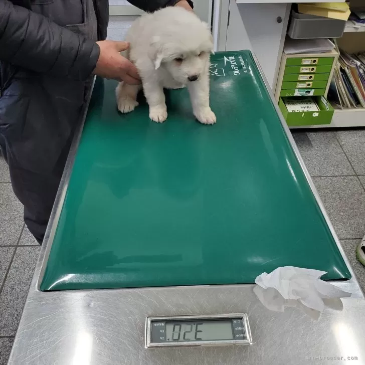 ID：2402-05824の子犬