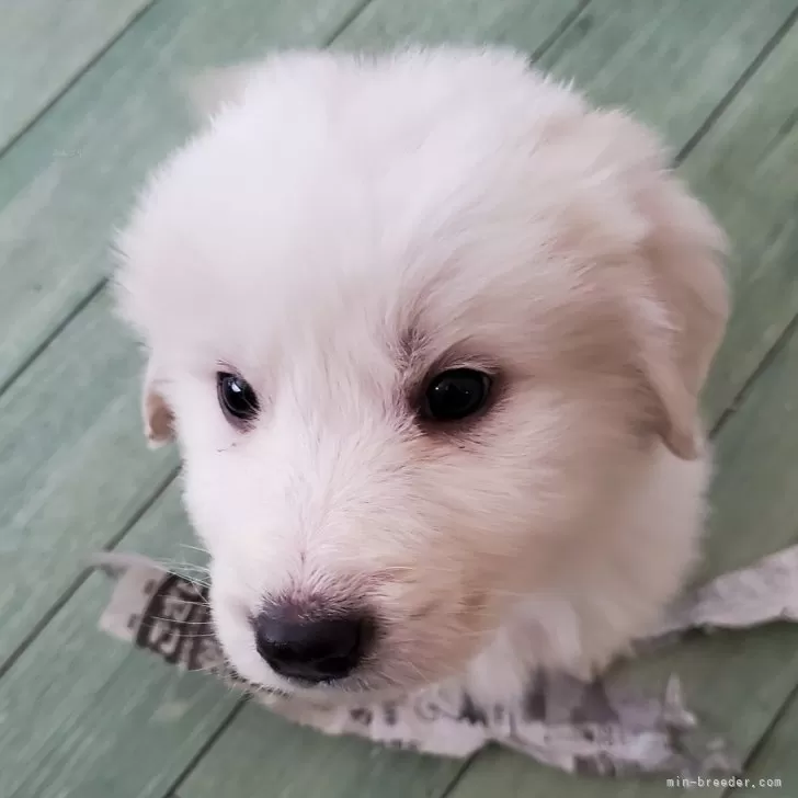 ID：2402-02267の子犬