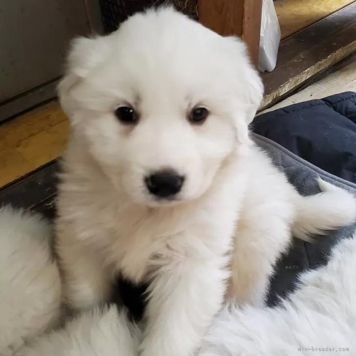 ID：2402-06546の子犬