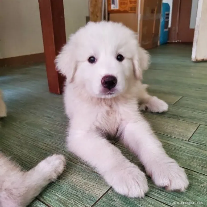 ID：2309-01317の子犬