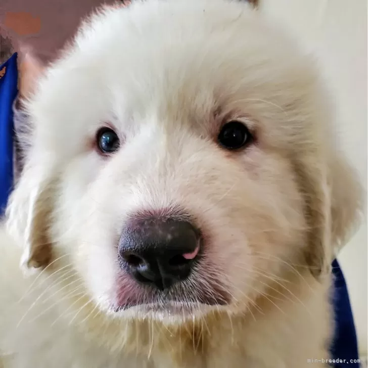 ID：2408-03790の子犬