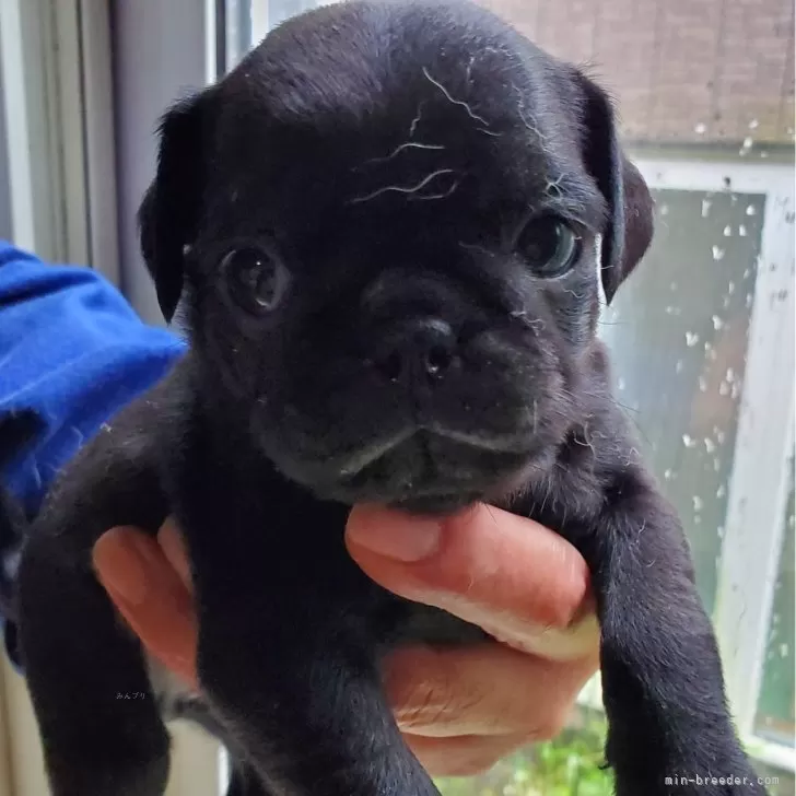ID:2410-01329の子犬