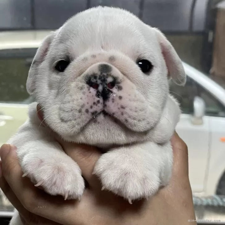 ID:2508-02849の子犬