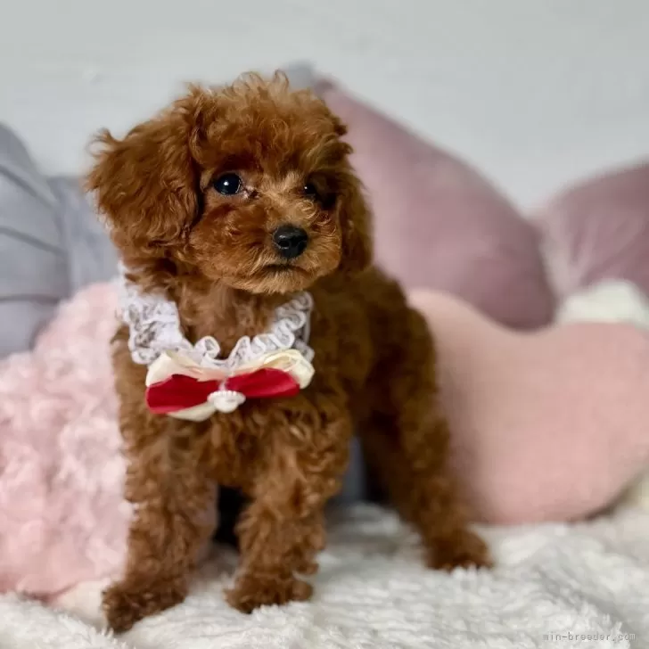 M.M 様のお迎えした子犬