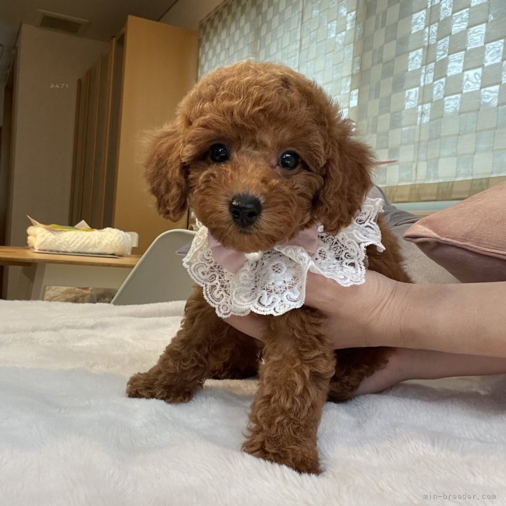 T♡L 様のお迎えした子犬