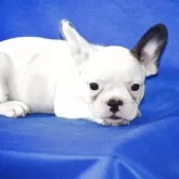 フレンチブルドッグ