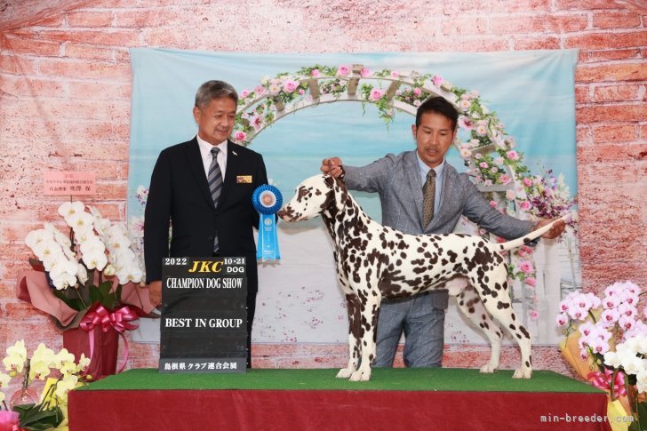 村元　章乃(むらもと　あきの)ブリーダー(広島県・ダルメシアン・JKC登録)の紹介写真10