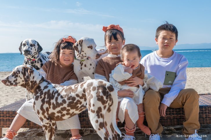 村元　章乃(むらもと　あきの)ブリーダー(広島県・ダルメシアン・JKC登録)の紹介写真5
