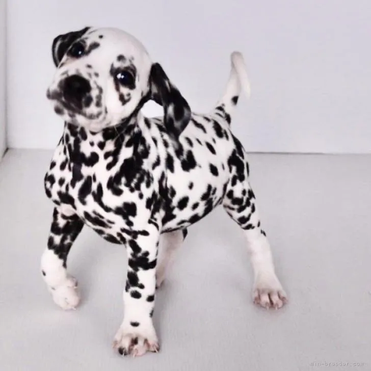 ID:2209-03067の子犬