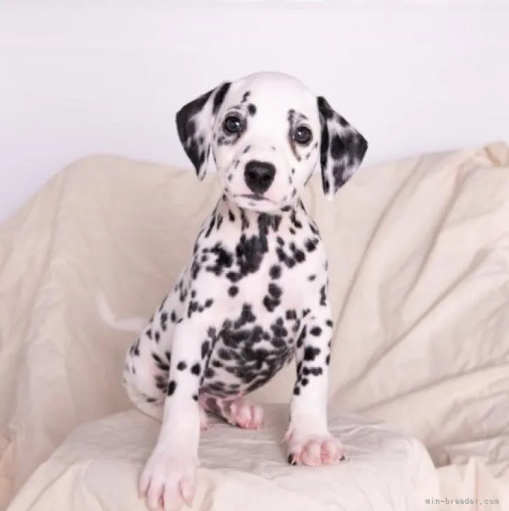 ID：2209-03063の子犬