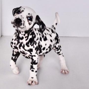 ダルメシアン【広島県・男の子・2022年9月2日・ホワイト×ブラック】の写真「父ﾄﾞｲﾂ🇩🇪輸入犬 JKCﾁｬﾝﾋﾟｵﾝ」