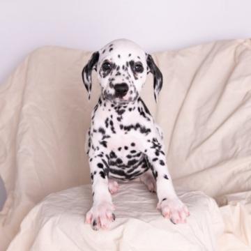 ダルメシアン【広島県・女の子・2022年9月2日・ホワイト×ブラック】の写真「💗papaはドイツ犬  00:42   318g」