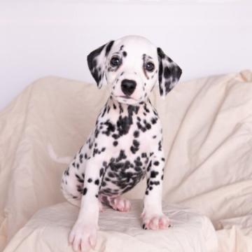 ダルメシアン【広島県・男の子・2022年9月2日・ホワイト×ブラック】の写真「父ﾄﾞｲﾂ🇩🇪輸入犬 JKCﾁｬﾝﾋﾟｵﾝ」