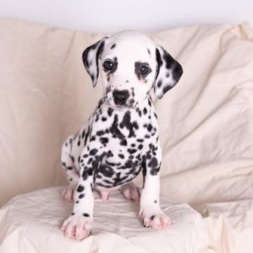 ダルメシアン【広島県・男の子・2022年9月2日・ホワイト×ブラック】の写真「父ﾄﾞｲﾂ🇩🇪輸入犬 JKCﾁｬﾝﾋﾟｵﾝ」