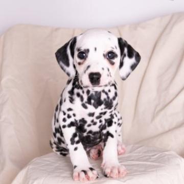 ダルメシアン【広島県・女の子・2022年9月2日・ホワイト×ブラック】の写真「💜papaはドイツ犬03:45   304g」