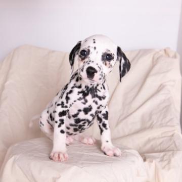 ダルメシアン【広島県・男の子・2022年9月2日・ホワイト×ブラック】の写真「父ﾄﾞｲﾂ🇩🇪輸入犬 JKCﾁｬﾝﾋﾟｵﾝ」
