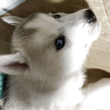 シベリアンハスキー【青森県・女の子・2025年11月3日・レッド&ホワイト】の写真「綺麗なブルーアイの女の子。」