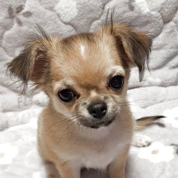 チワワ(ロング)【青森県・男の子・2025年8月6日・レッド&ホワイト】の写真「やんちゃで元気いぱっい好奇心の強い子です。」