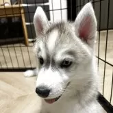 シベリアンハスキー