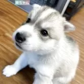 シベリアンハスキー