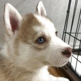 シベリアンハスキー