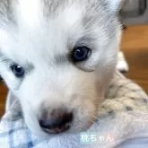 シベリアンハスキー