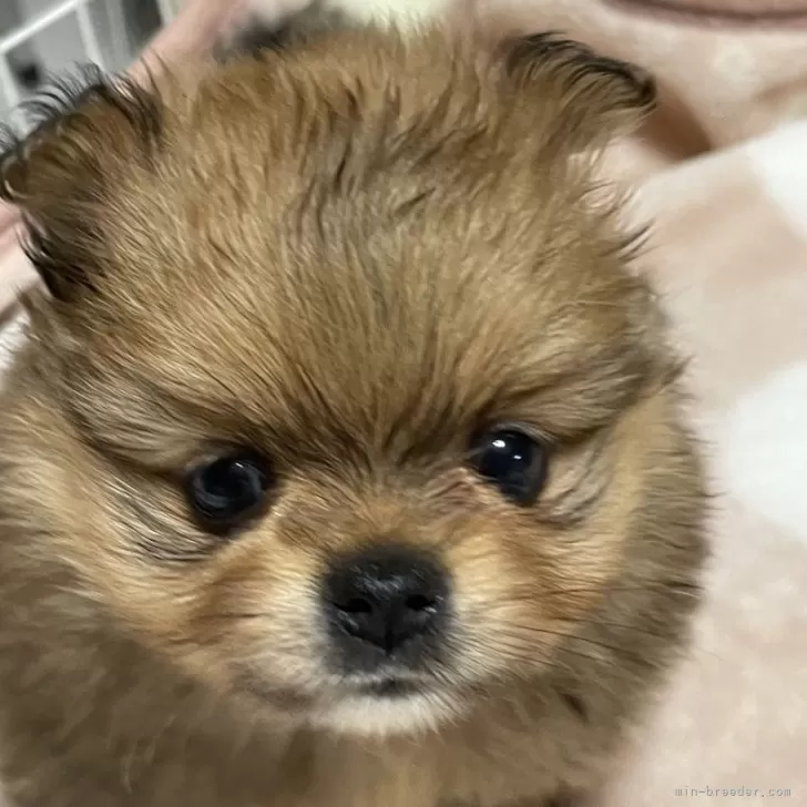 ID：2411-06508の子犬
