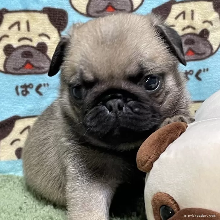 H.H 様のお迎えした子犬